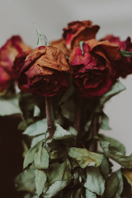 A close-up image of a bouquet of dried roses with crinkled, brownish-red petals and faded green leaves. The roses appear withered, showcasing a textured, fragile appearance. The arrangement is held to