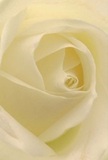 Step into the gentle embrace of a Paddington morning with this detailed image of a creamy-white rose, its delicate petals spiraling outward in a warm, inviting hush. Each fold glistens softly, reminiscent of dew-kissed mornings in leafy Talbot Square. Shadows nestle quietly between the ivory petals, adding a hint of depth and introspection. The mood is one of peace-a bouquet that echoes the soft beginnings of a new day or a heartfelt, supportive gesture from a trusted friend. This rose, carefully selected by local Paddington experts, is the very symbol of reverence, ideal for conveying sympathy, admiration, or celebrating new chapters in life. Its fragrance seems to linger delicately in the imagination, understated yet ever-present. The artistry is evident-each petal prepared with meaning to accompany special moments and meaningful deliveries throughout Paddington's vibrant neighbourhood.